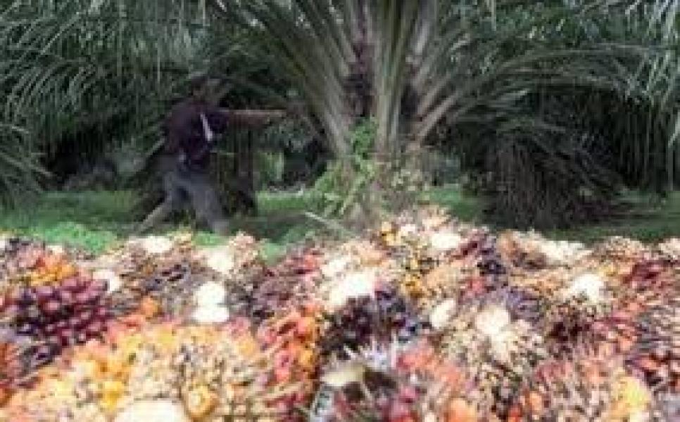 Tiga Warga  Langgam Ditangkap Sekuriti PT PSJ