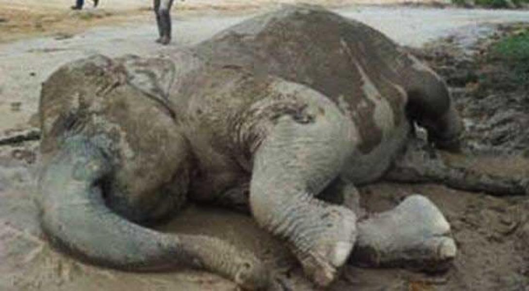 WWF: Relokasi Malah Perburuk Nasib Gajah