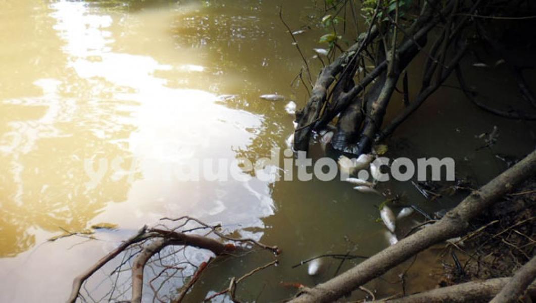 Akibat Tercemar Limbah, Ribuan Ikan Kembali Mati di Sungai Ngaso