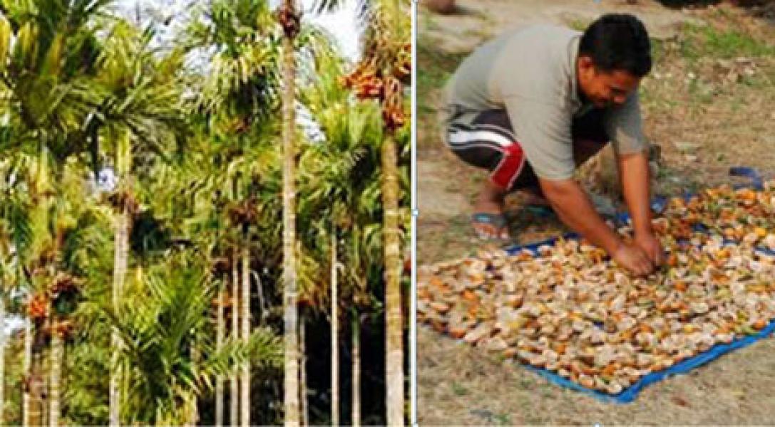 Di Meranti Pinang Tidak Kalah Dengan Sagu