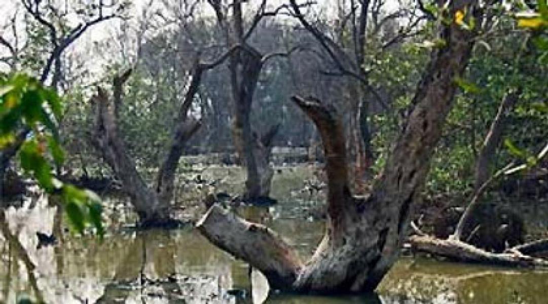 Pengusaha Kilang Arang Bertanggung Jawab Terhadap Kerusakan Hutan Mangrove