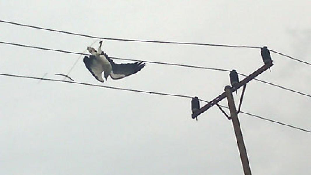Seekor Burung Elang Terjerat Di Kabel PLN