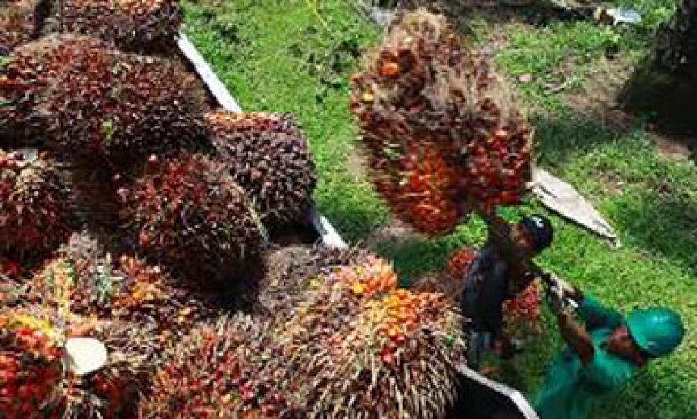 Akses Jalan Rusak Parah, Ratusan Truck Pengangkut TBS Mengantri