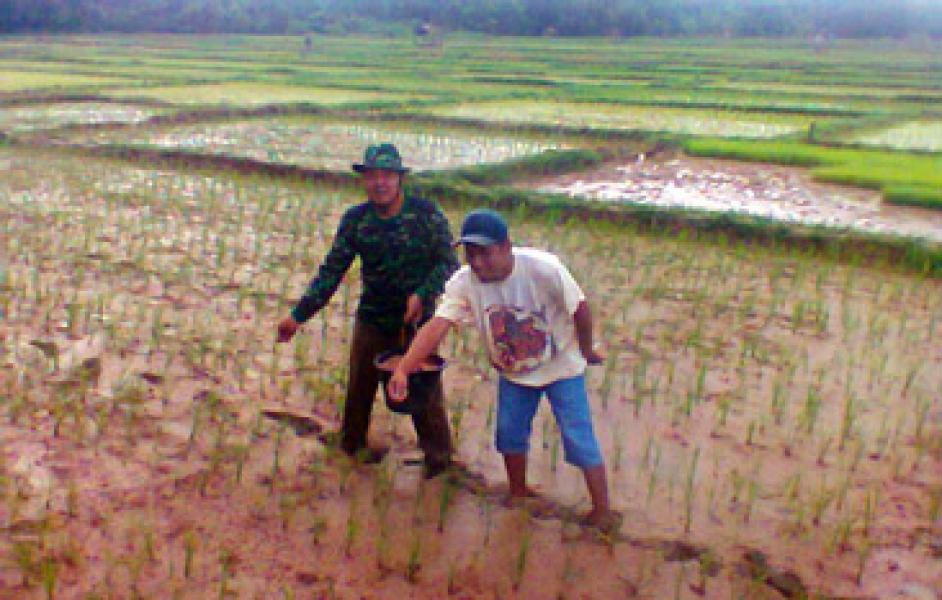 Babinsa Koramil 07/Kuantan Hilir Bantu Pemupukan Lahan Padi Petani