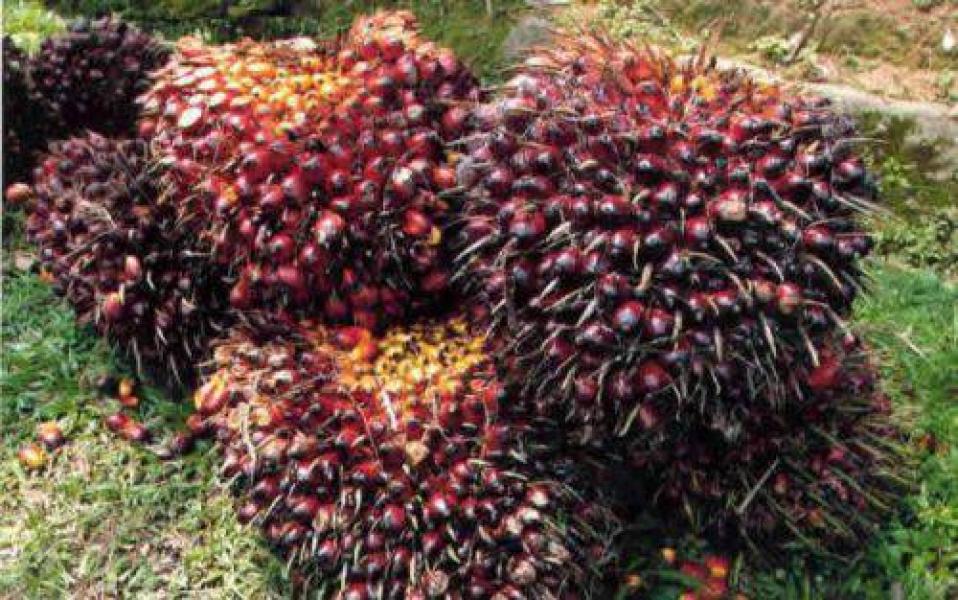 Dituding Curi 12 Tandan Buah Sawit, Dua Warga Dianiaya dan Dipolisikan PT SBAL