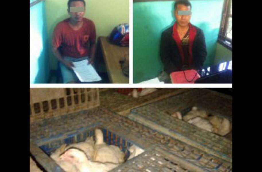 Dua Diduga Pencuri Ayam Digelandang ke Polsek Bandar Seikijang