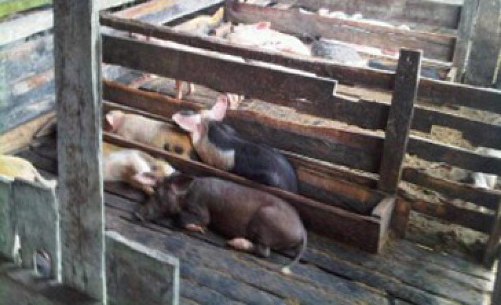 Kadisnakkan Inhu Minta Kandang Babi di Kelurahan Tanah Merah Dipindahkan