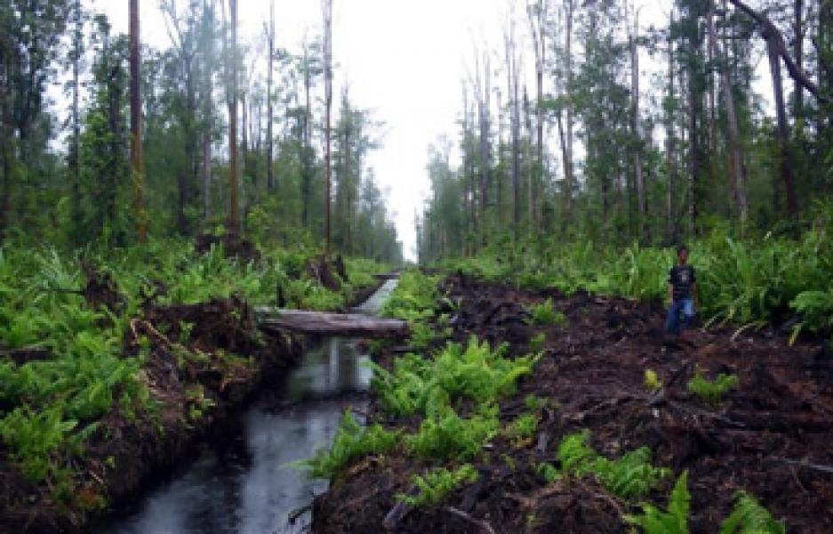 Pemerintah Tetapkan 4 Daerah Prioritas Garapan Badan Restorasi Gambut