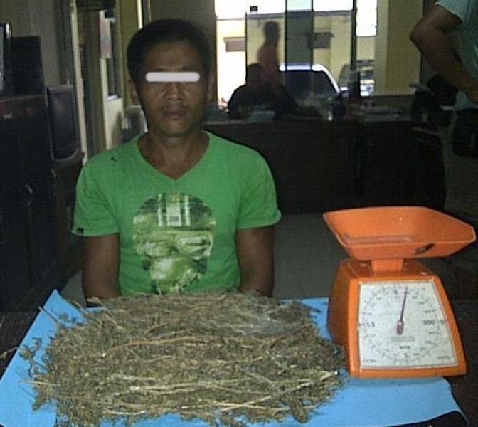 Pengedar Ganja di Kuansing Ditangkap Polisi