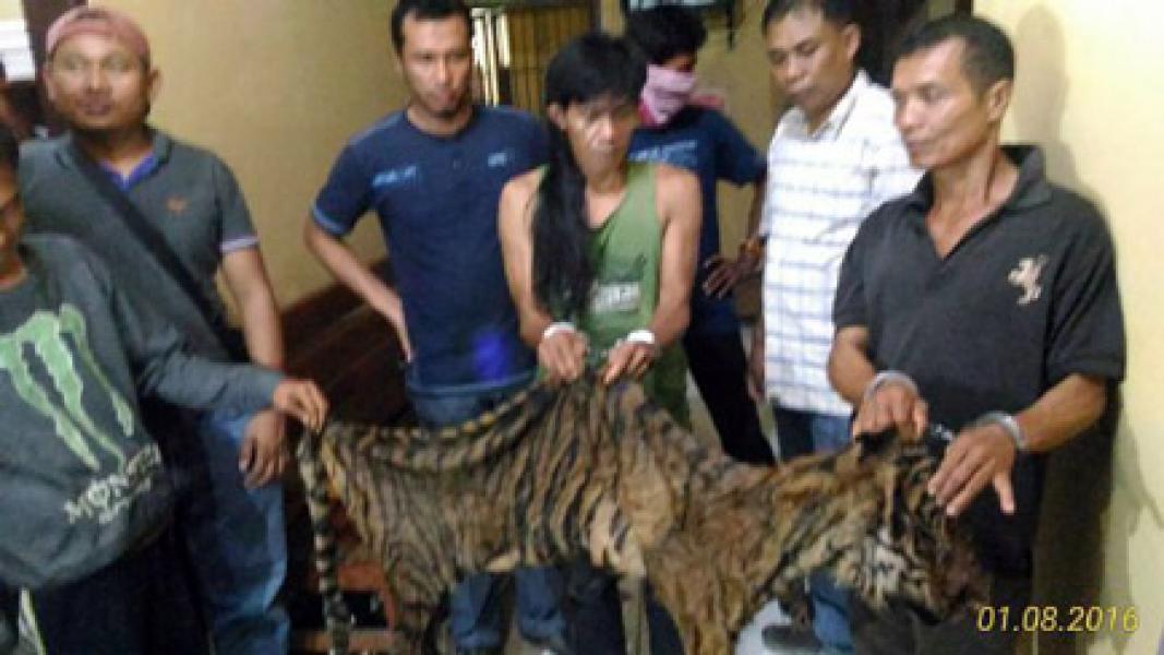 Penjual Banderol Kulit Harimau Seharga Rp60 Juta
