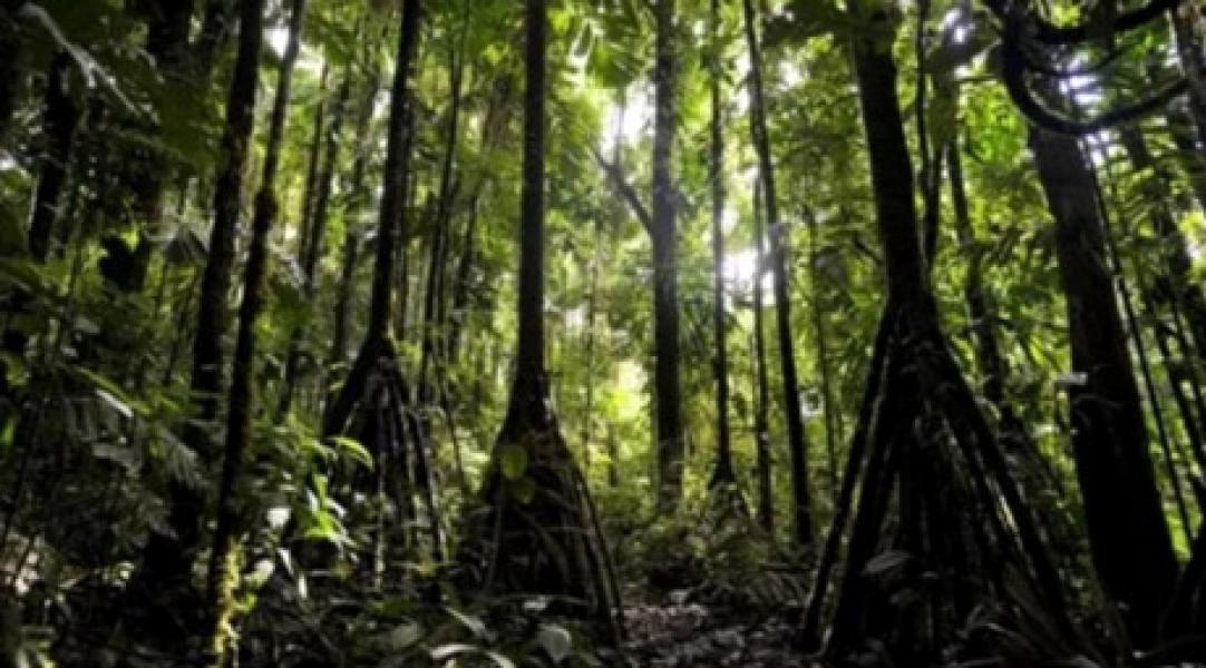 Pohon Ini Bisa Jalan 20 Meter Setahun