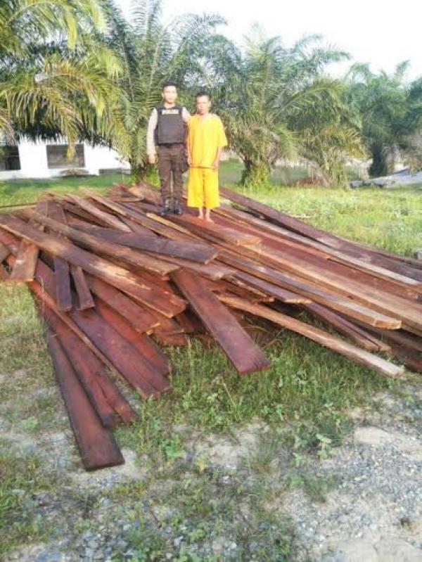Polres Rohil Tangkap Pemilik dan Kayu Hasil Ilegal Logging