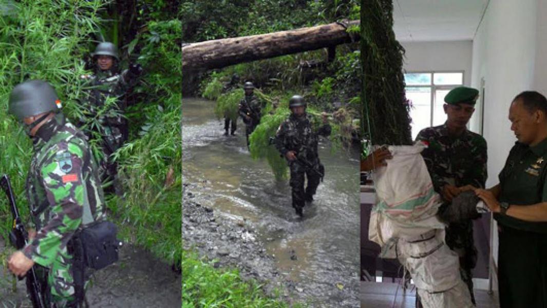 TNI Temukan Lahan Ganja di Perbatasan RI-PNG