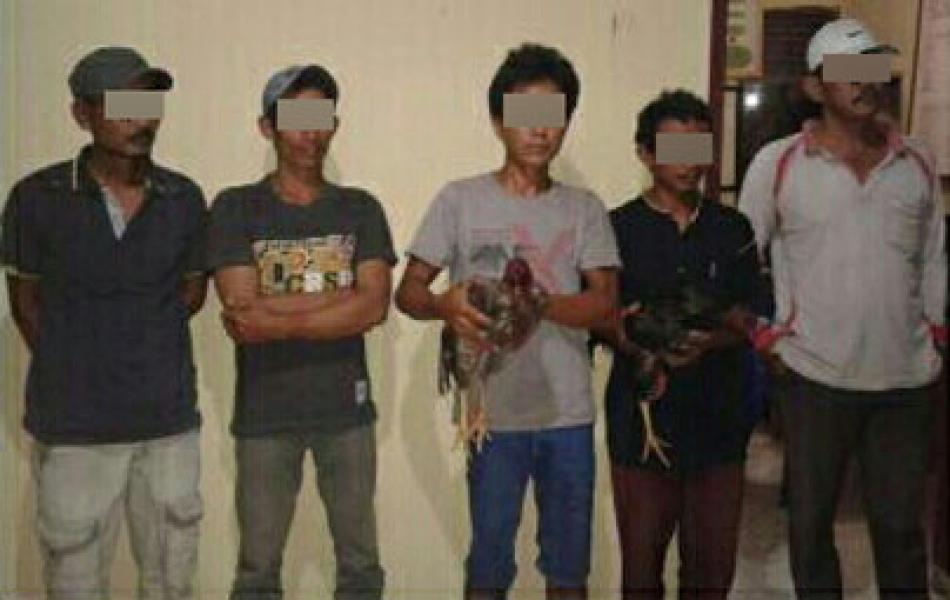 Asyik Judi Sabung Ayam, 5 Warga di Kecamatan Kemuning Diringkus Aparat 