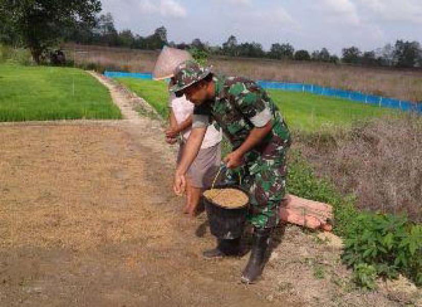 Babinsa Bayas Jaya Koramil 03/Tempuling Dampingi Petani Tanam Padi