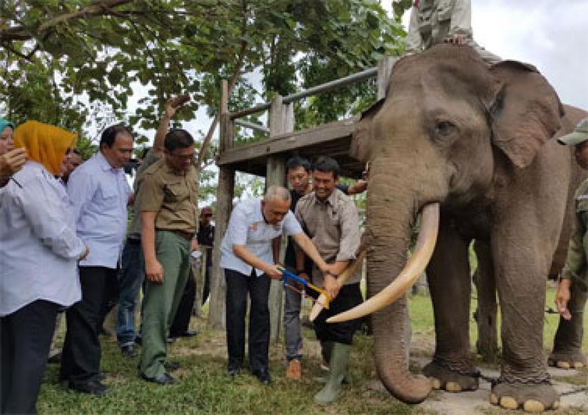 Kunjungi Taman Nasional Tesso Nilo, Gubri Potong Gading Gajah TNTN