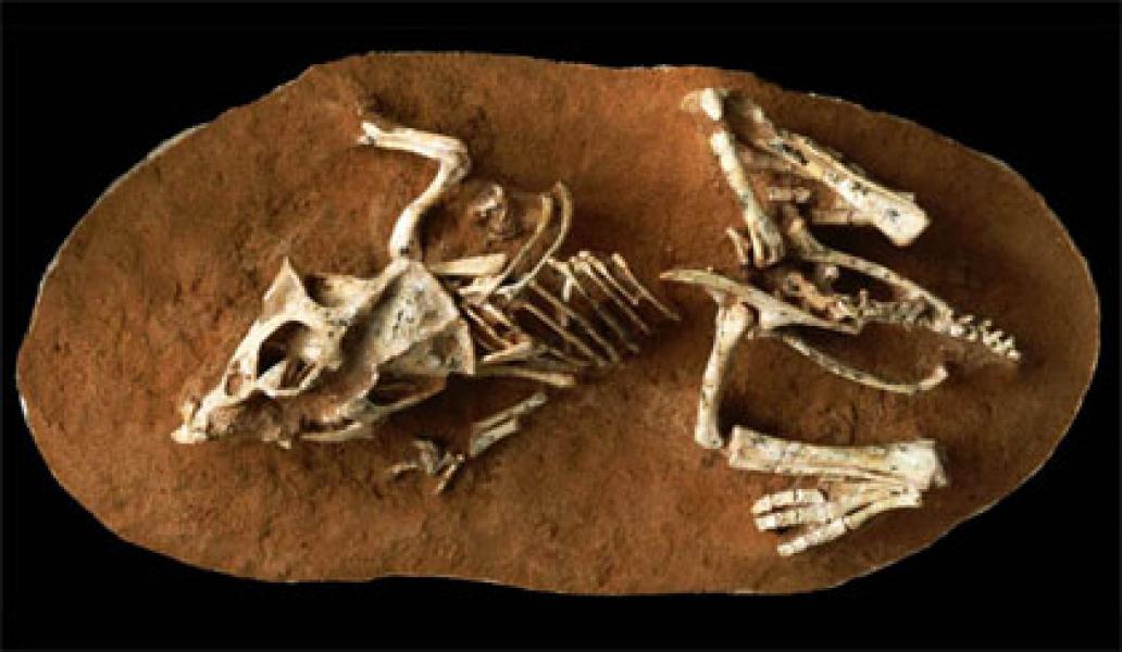 Peneliti Ungkap Masa Kelahiran Dinosaurus