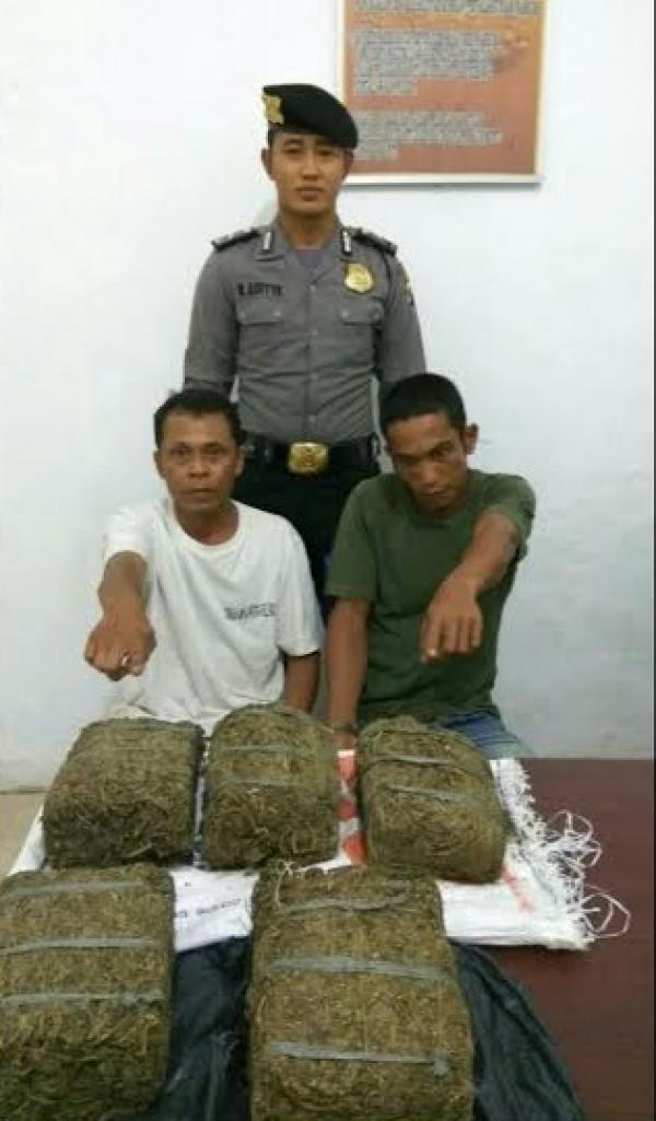 Satresnarkoba Polres Rohil Tangkap 2 Bandar Narkoba, 5 Kg Ganja Diamankan