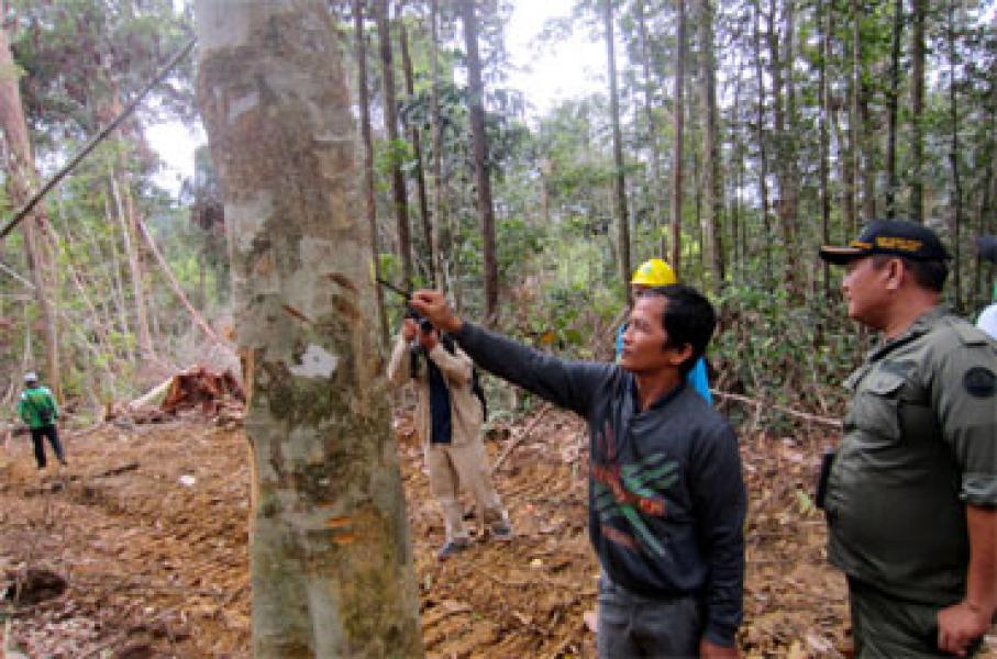 TNC: Sinergi Antar Pelaku Pengelolaan Hutan Dibutuhkan guna Mendukung Fungsi KPH 