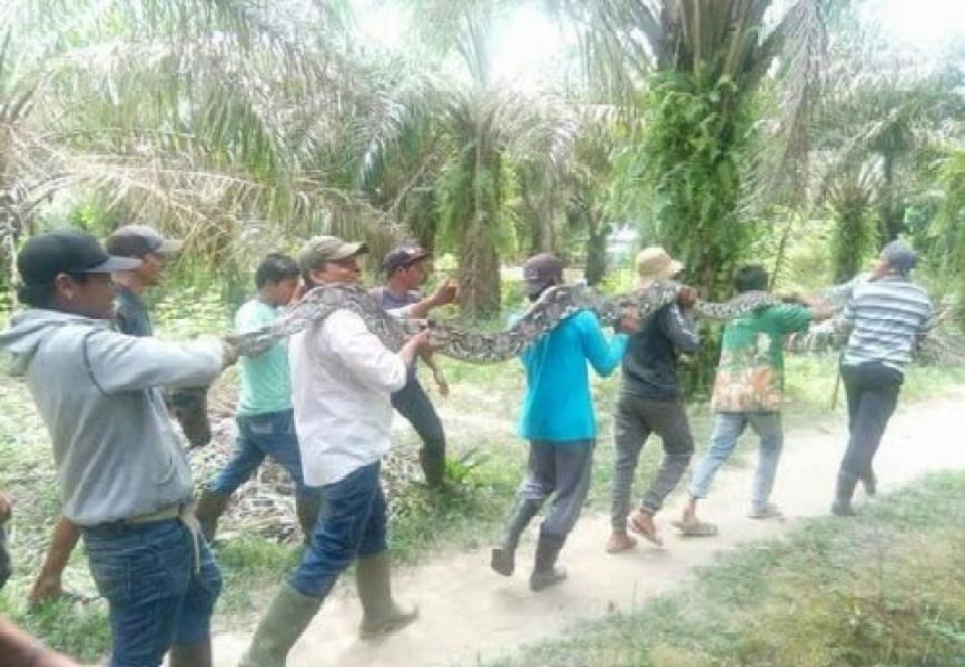 Ular Piton yang Menewaskan Seorang Pemuda di Inhu Ditangkap Hidup-hidup