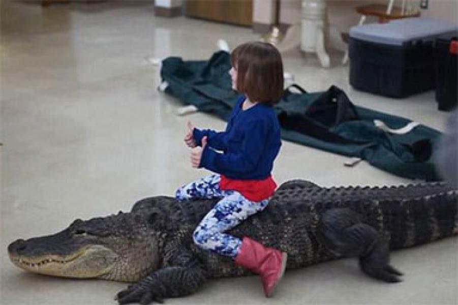 VIDEO: Bocah Tunggangi Aligator