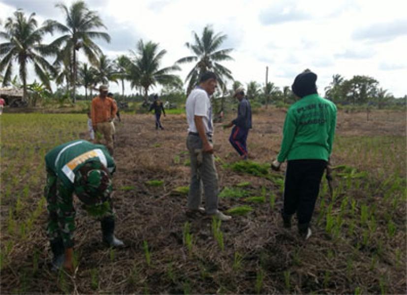 Babinsa Koramil 07/Reteh Dampingi Petani Bercocok Tanam Padi