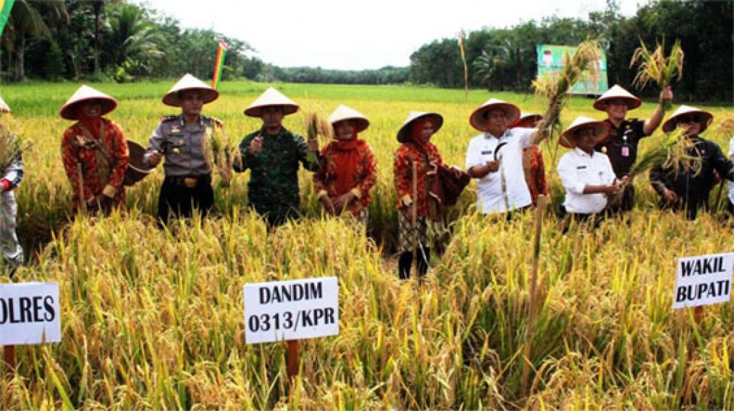Dandim 0313/KPR Tak Canggung Jadi Petani Dadadakan Saat Panen Padi
