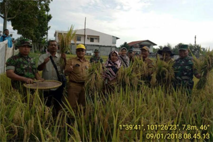Pasi Ter Kodim 0320/Dumai Bersama Dinas KPP Kota Dumai Panen Padi