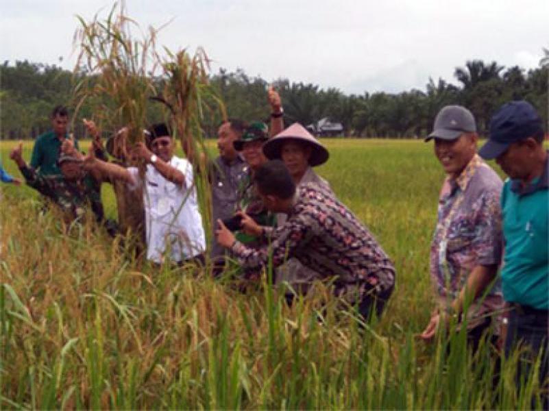 Plt Sekda Bengkalis Panen Perdana Padi di Desa Tanjung Belit