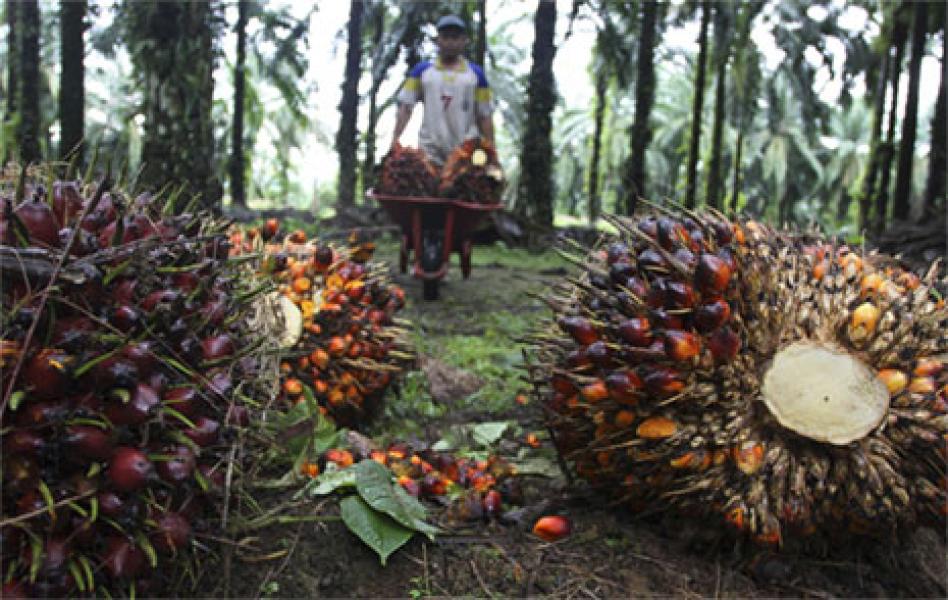 SK Penetapan PN Bangkinang Eksekusi 2.823,52 Ha Kebun Sawit PTPN V