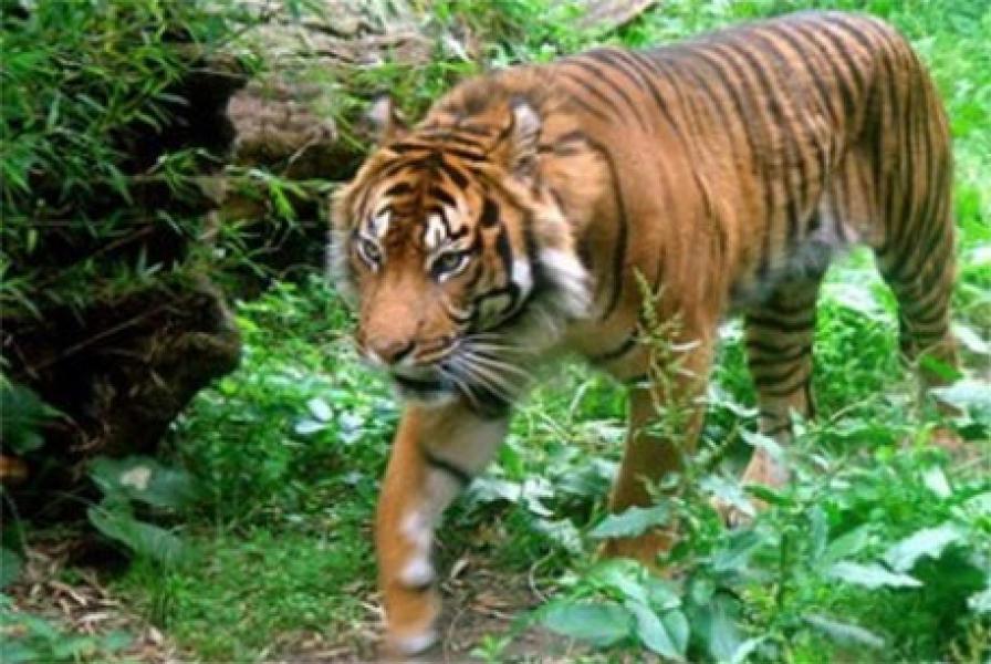Tim Gabungan BBKSDA Riau Lacak Harimau Terkam Warga Inhil