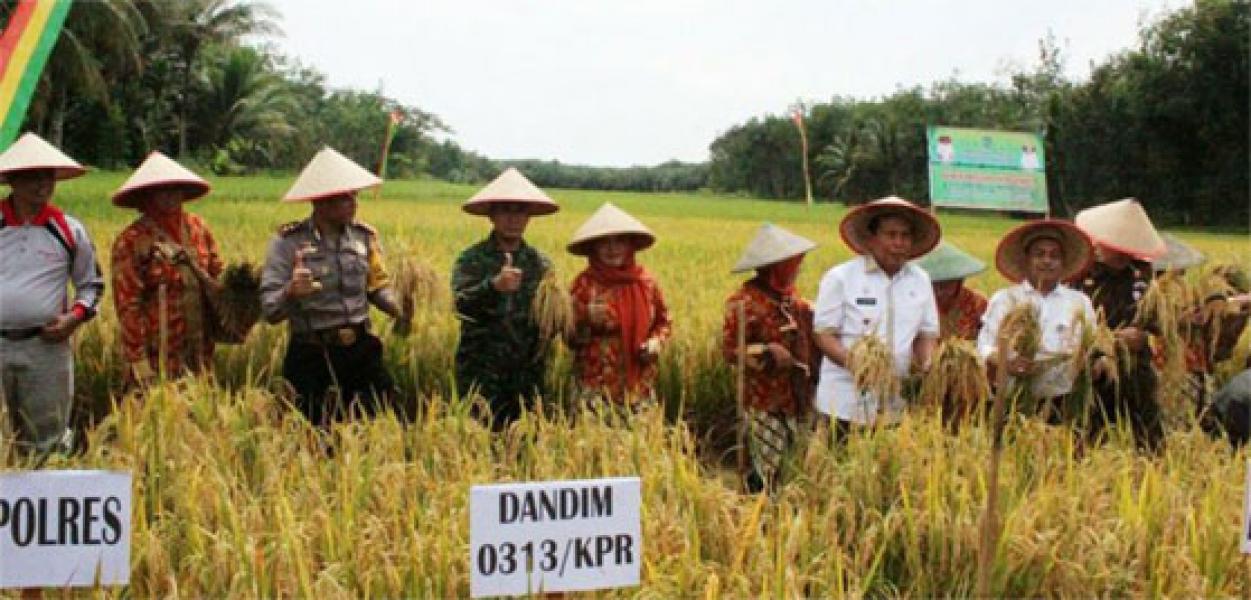 Wabub Rohul Panen Raya Padi di Desa Pasir Maju