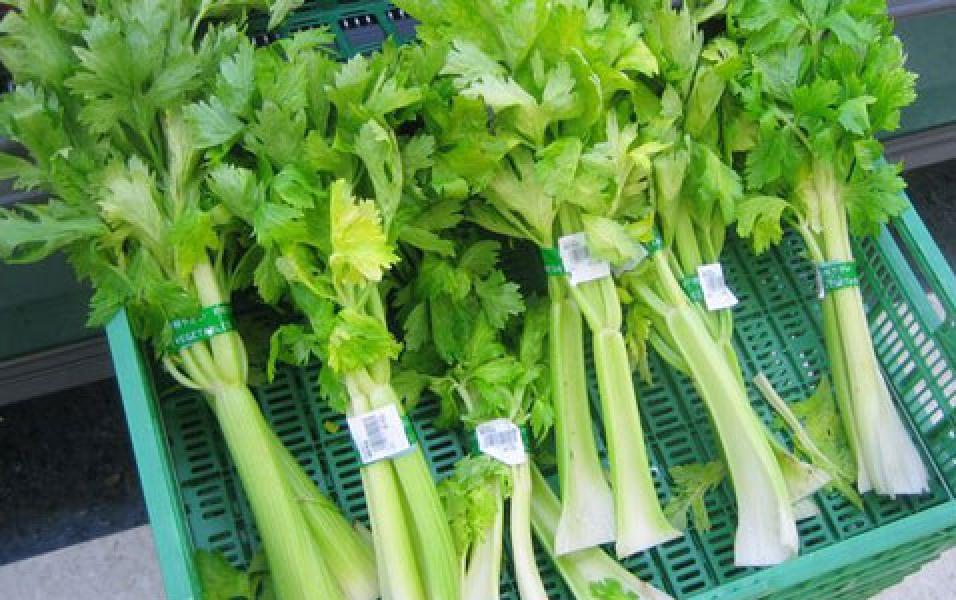 5 Manfaat Jus Seledri untuk Tangkal Berbagai Penyakit
