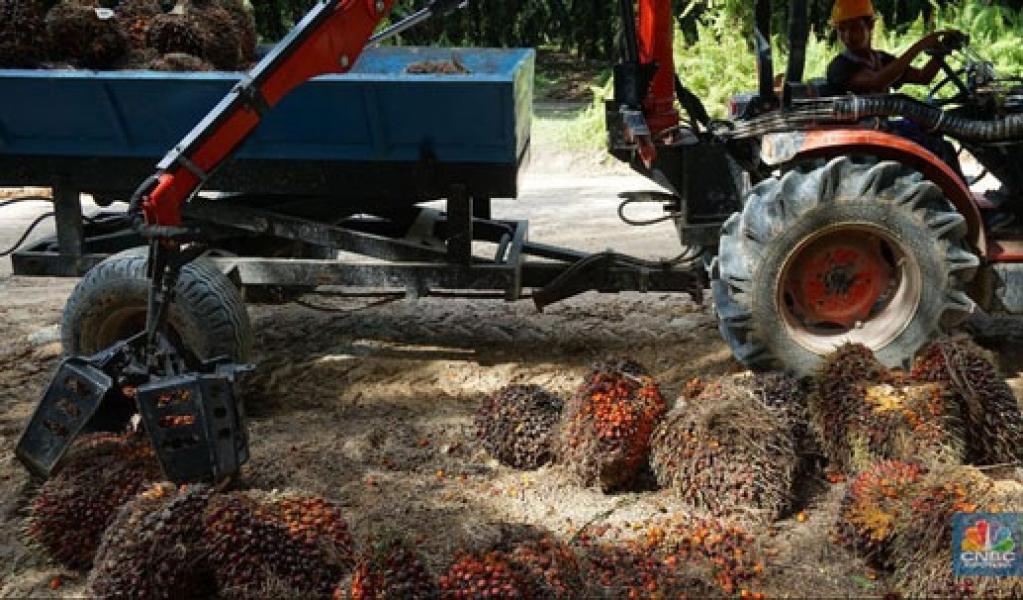 Akibat Aksi Ambil Untung, Harga CPO Kembali Melemah