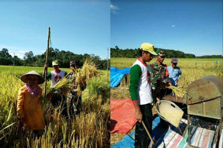 Babinsa Koramil 08/Kuantan Mudik Bantu Petani Panen padi 
