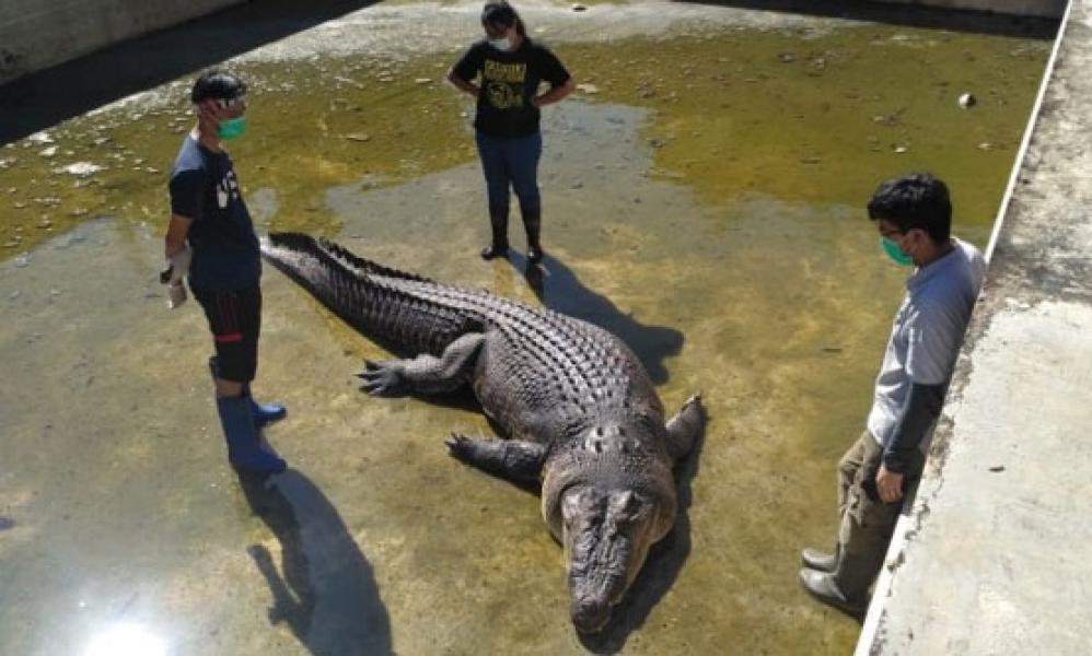 Buaya Pemangsa Deasy Tuwo Mati