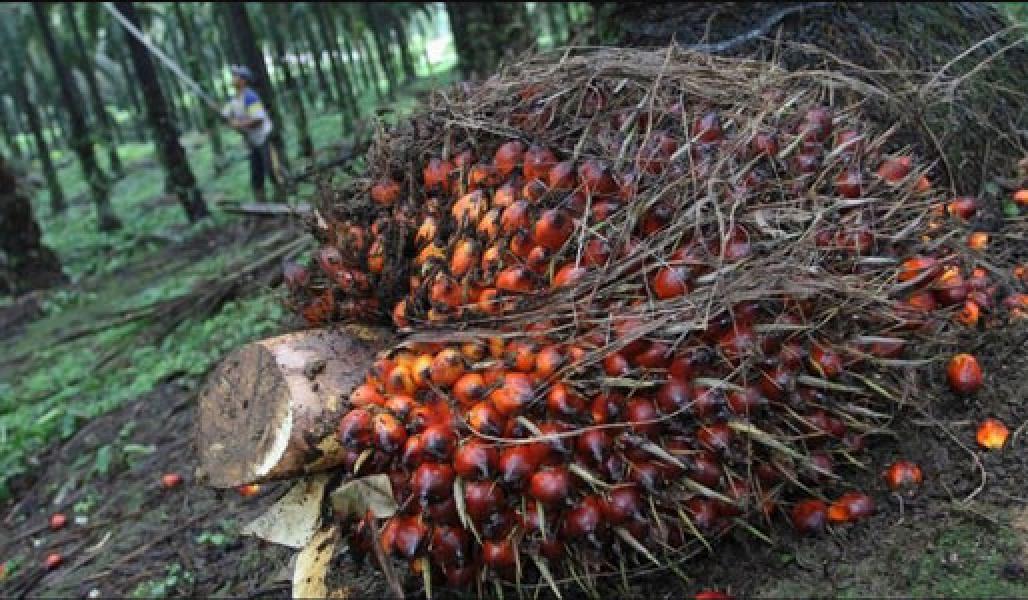 Menlu: RI akan Terus Lawan Kampanye Hitam Kelapa Sawit