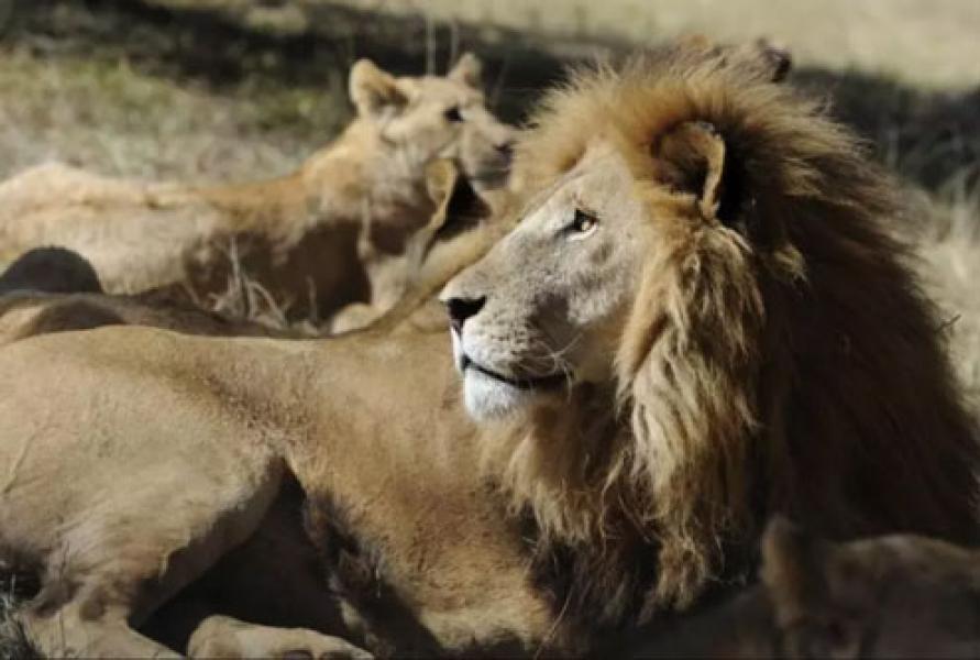 Perempuan Pekerja Kebun Binatang Tewas Diterkam Singa