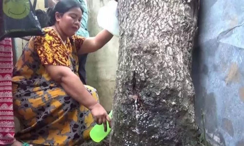 Kenapa Pohon Akasia di Jember Bisa `Menangis`? Ini Penjelasan Secara Ilmiah