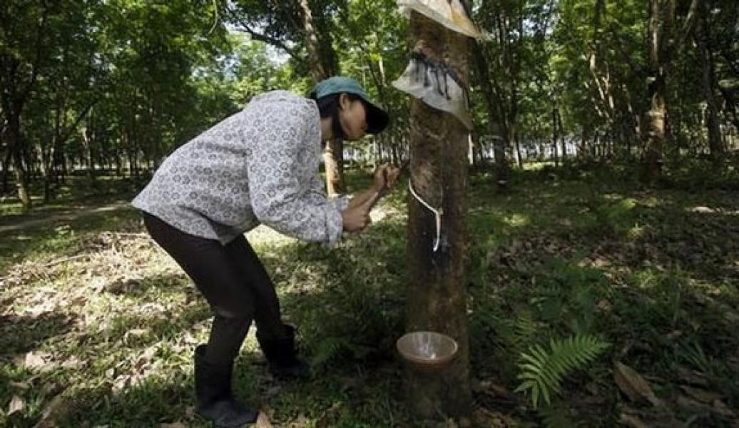 Petani Karet `Menangis`: Harga Jeblok, Serapan Pabrik Rendah