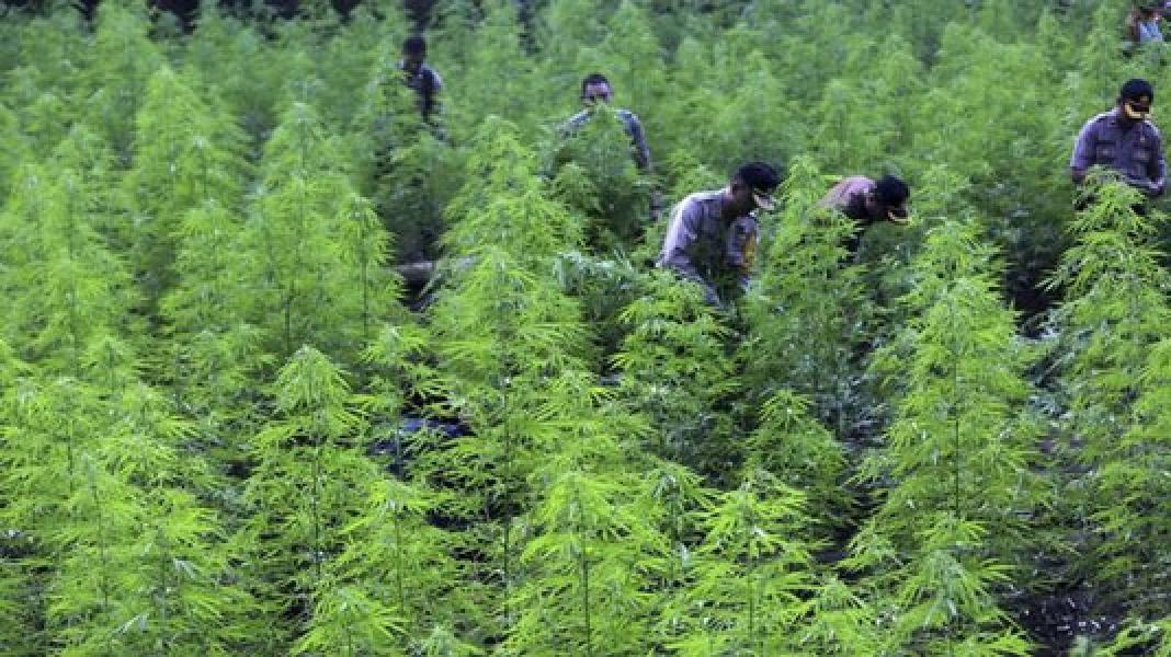 Puluhan Pohon Ganja Tumbuh Subur di Gunung Guntur Garut