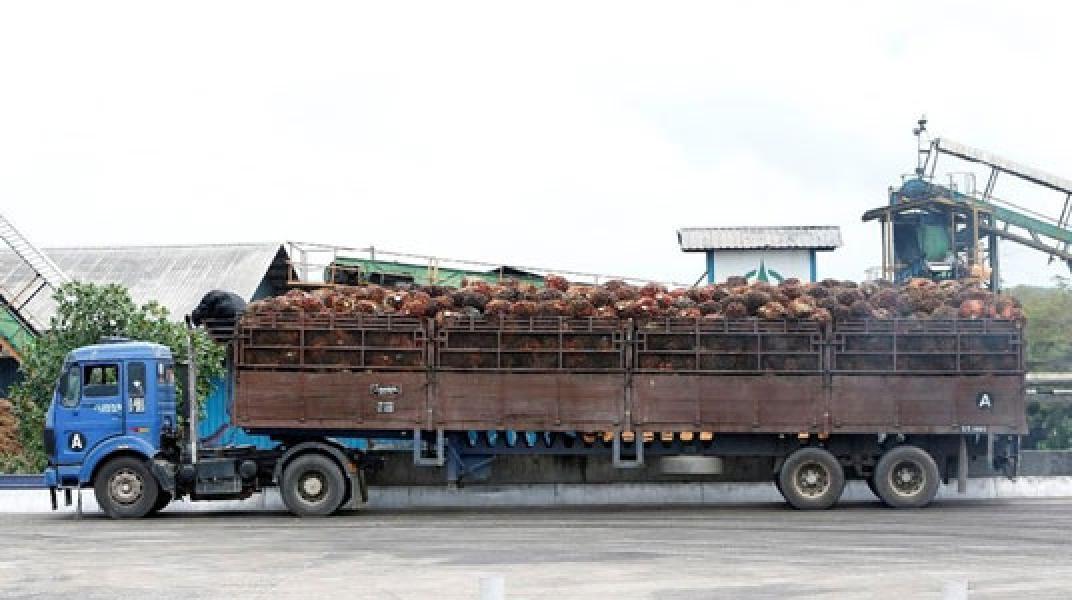 Ribuan Ton Minyak Sawit Tertahan di India, Harga CPO Anjlok