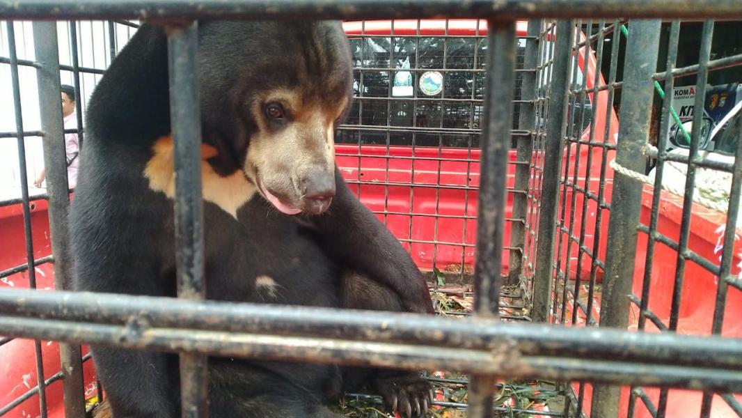 Sepasang Beruang Madu Diamankan Ditreskrimsus dan BKSDA Riau Dari Tangan Warga 