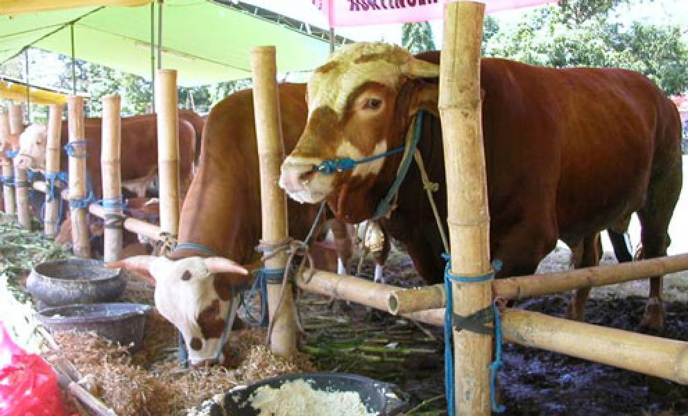 Berkunjung Ke Peternakan, Idealnya 10 ekor Sapi