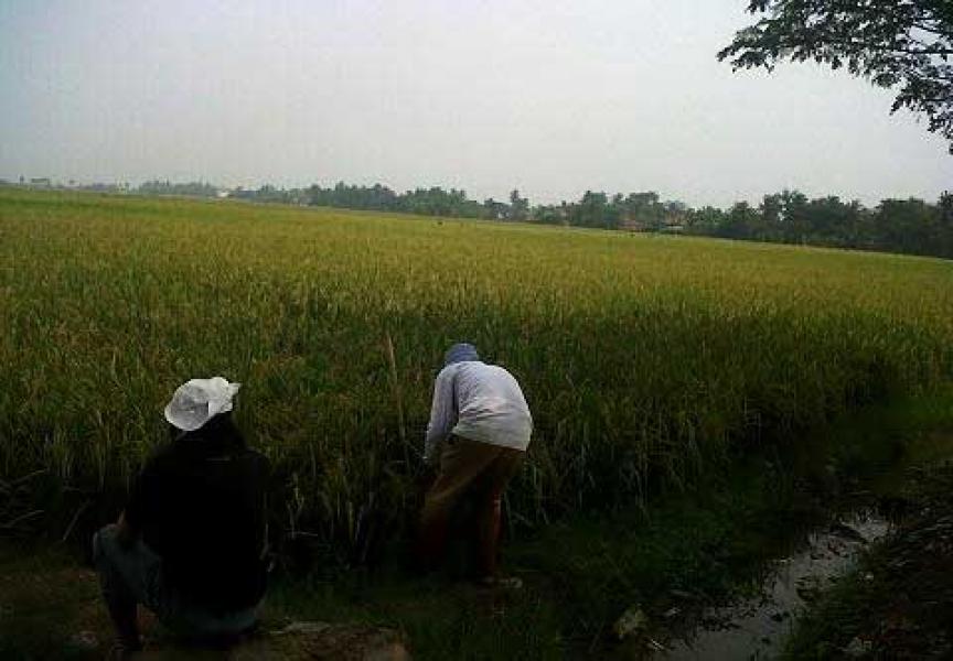 Distan Berhasil Lakukan Pemurnian Benih Padi Varietas Asli