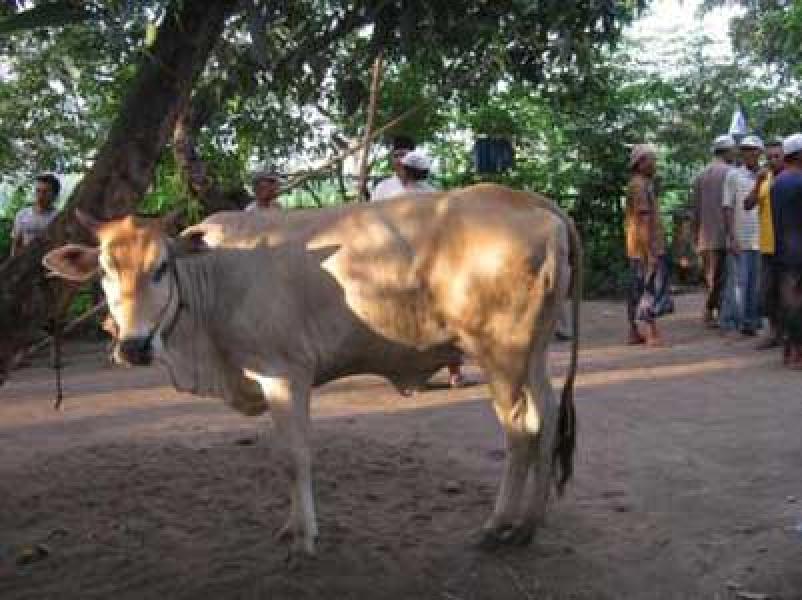 Kawanan Maling Hajar 6 Ekor Sapi