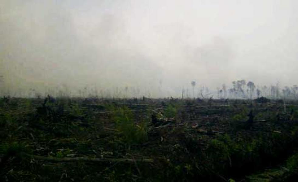 Kebakaran Hutan Gambut di Pelalawan Meluas ke HSM Kerumutan