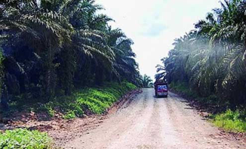 Kebun PT Peputra Masterindo Tidak Miliki Izin