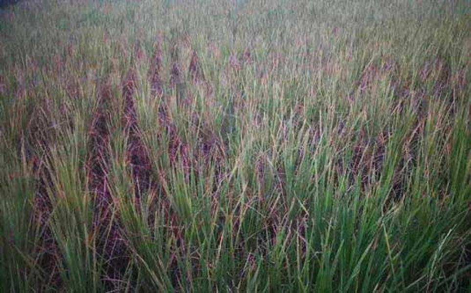 Kekeringan, Produksi Pertanian Meranti Terganggu  