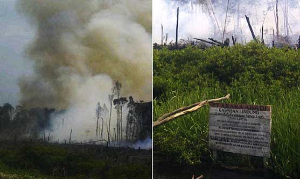 Lahan PT Arara Abadi di Teluk Meranti Pelalawan Terbakar